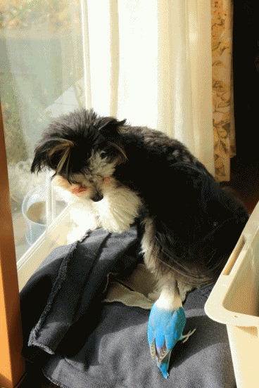 c0145250_09525057.gif
