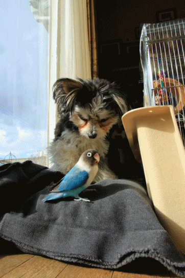 c0145250_09530009.gif