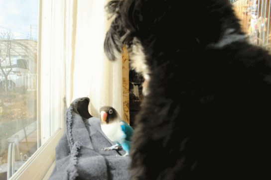 c0145250_09531695.gif