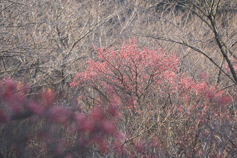 紅梅に思いを込めて_e0304170_18521964.jpg