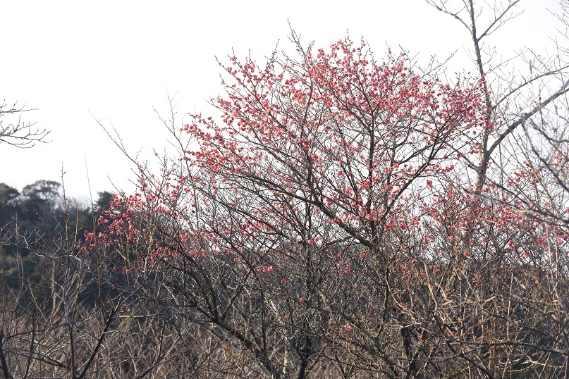 e0304170_18524478.jpg
