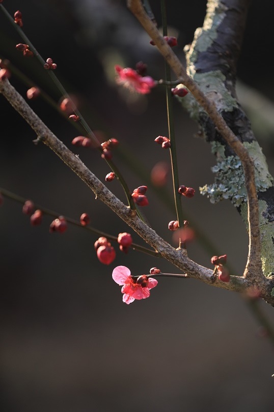 紅梅に思いを込めて_e0304170_18531179.jpg