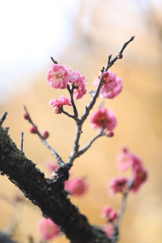 紅梅に思いを込めて_e0304170_18533868.jpg