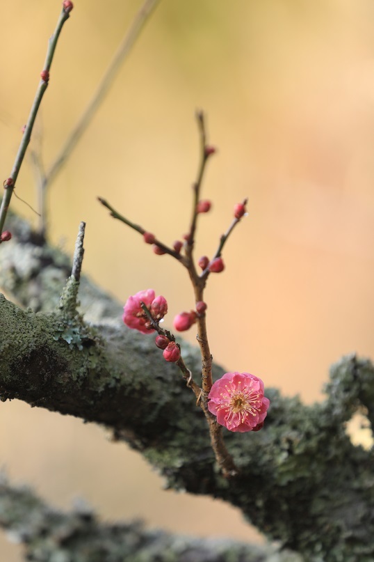 紅梅に思いを込めて_e0304170_18534758.jpg