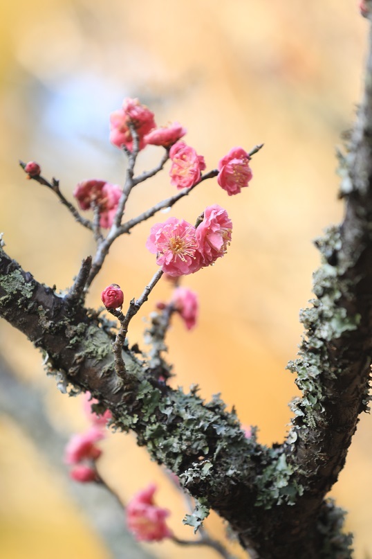 紅梅に思いを込めて_e0304170_18535629.jpg