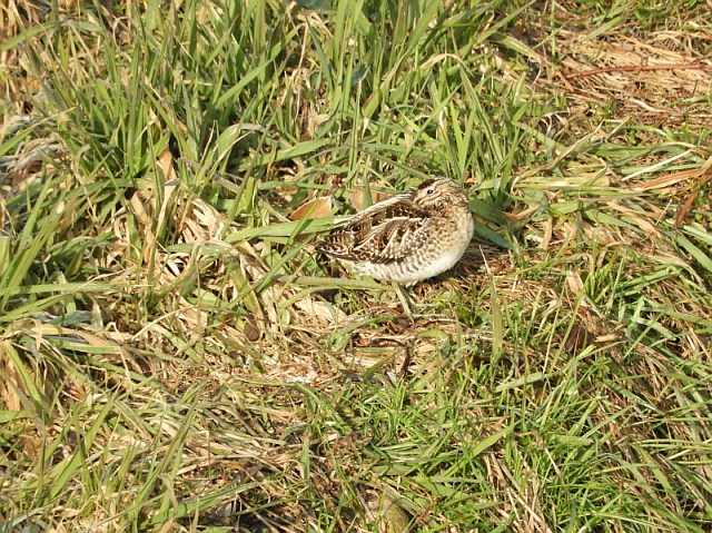 f0378979_14550832.jpg