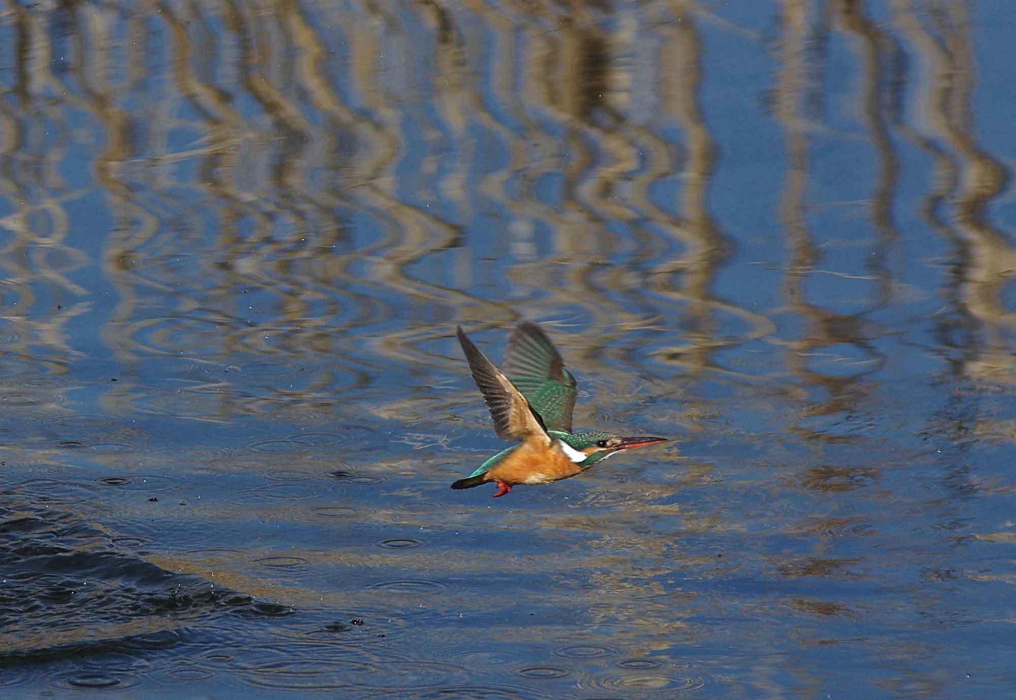 2018年　２月　　野鳥_c0176183_12303905.jpg