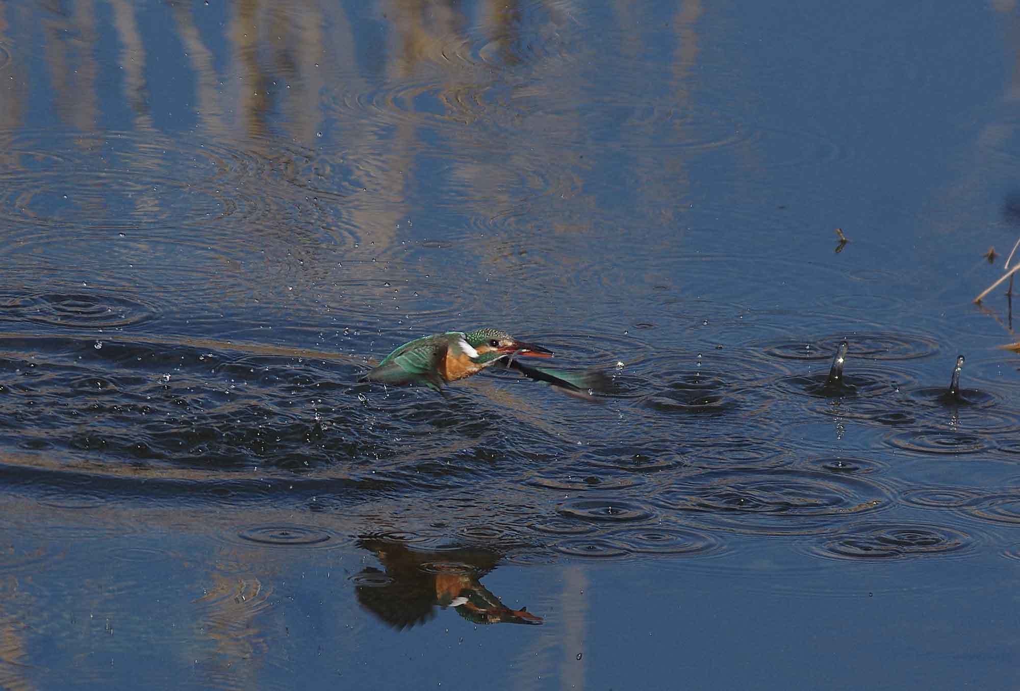 2018年　２月　　野鳥_c0176183_12312874.jpg