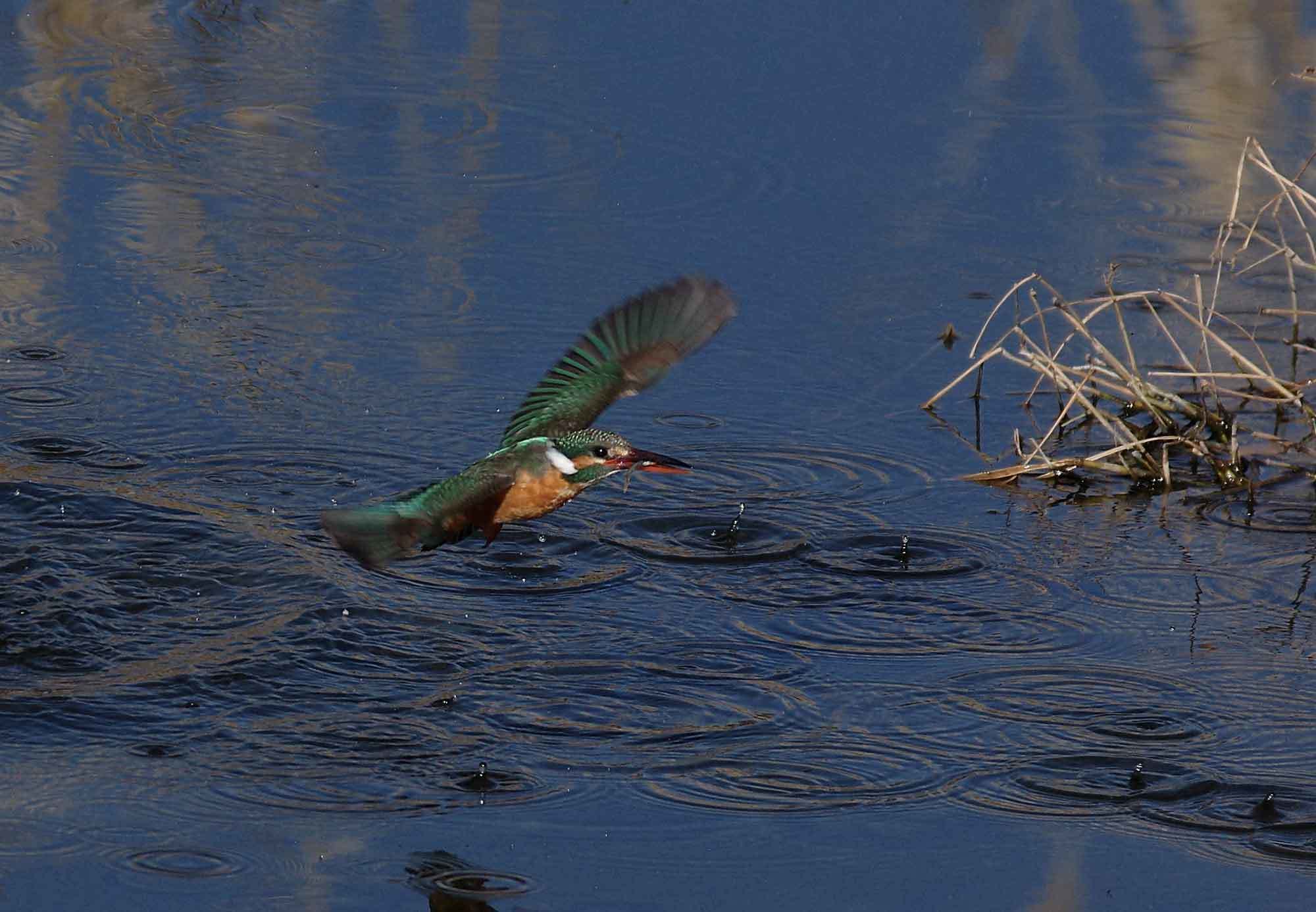 2018年　２月　　野鳥_c0176183_12314487.jpg