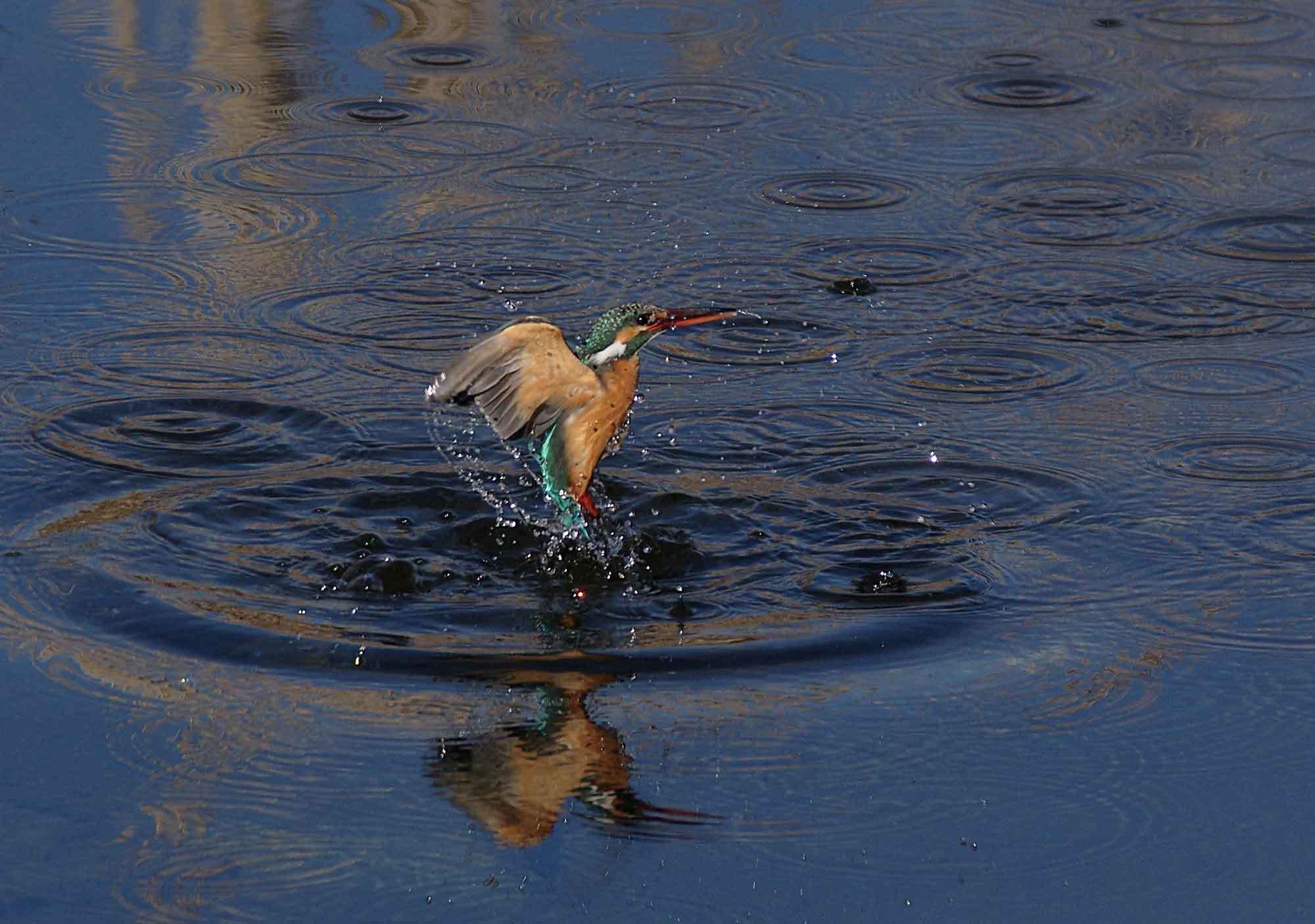 2018年　２月　　野鳥_c0176183_12320495.jpg