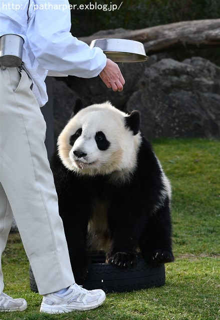 ２０１８年１月　白浜パンダ見隊　その６　結ちゃんミルクタイム_a0052986_7452524.jpg