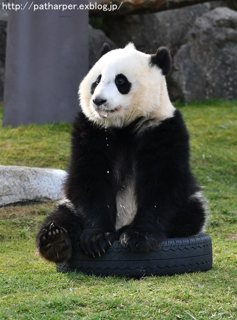 ２０１８年１月　白浜パンダ見隊　その６　結ちゃんミルクタイム_a0052986_751910.jpg