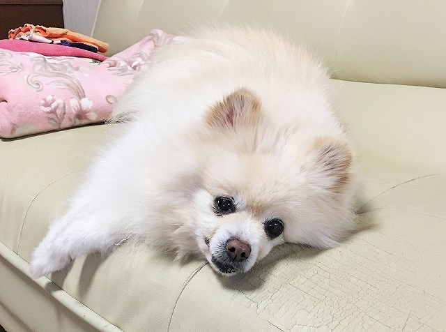 まだ終わらんよ_d0360206_02480457.jpg