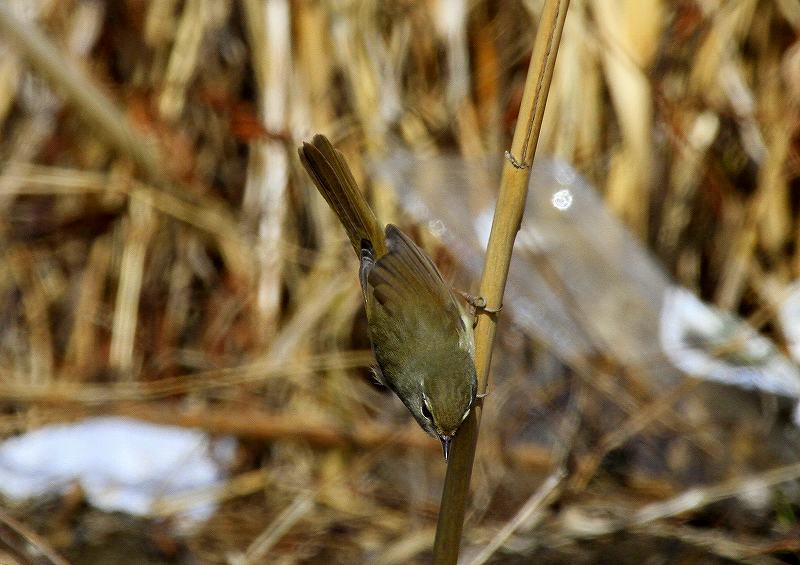 春を告げる鳥・ウグイス_d0360910_09365902.jpg