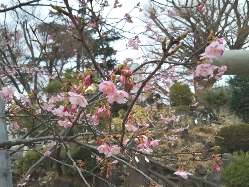 佐川・麻生・安倍やめろ納税者一揆から能「熊野」に_e0016828_09425134.jpg