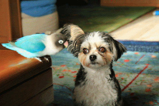 c0145250_10334514.gif