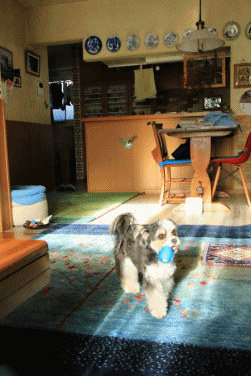 c0145250_10340308.gif