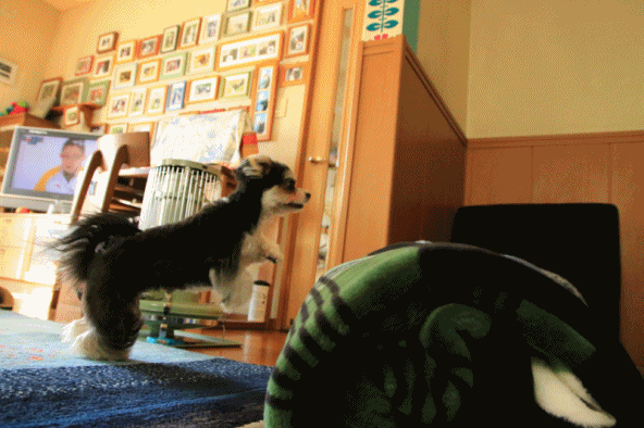 c0145250_16302278.gif
