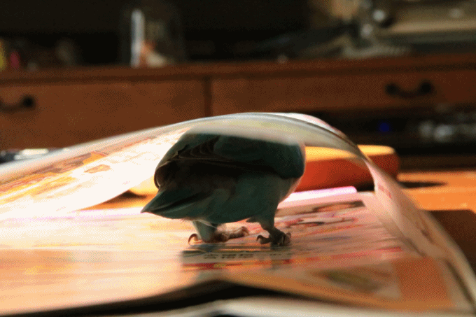 c0145250_16311379.gif