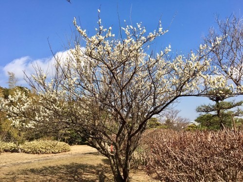 花、開花に向けて準備中。_f0054969_20245951.jpg