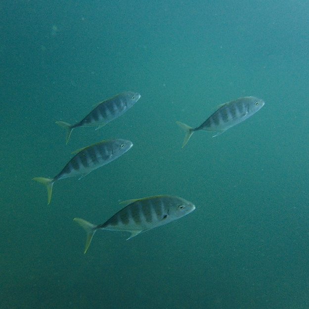 流れあり、魚多し、ハッピー！_c0039073_01381669.jpg