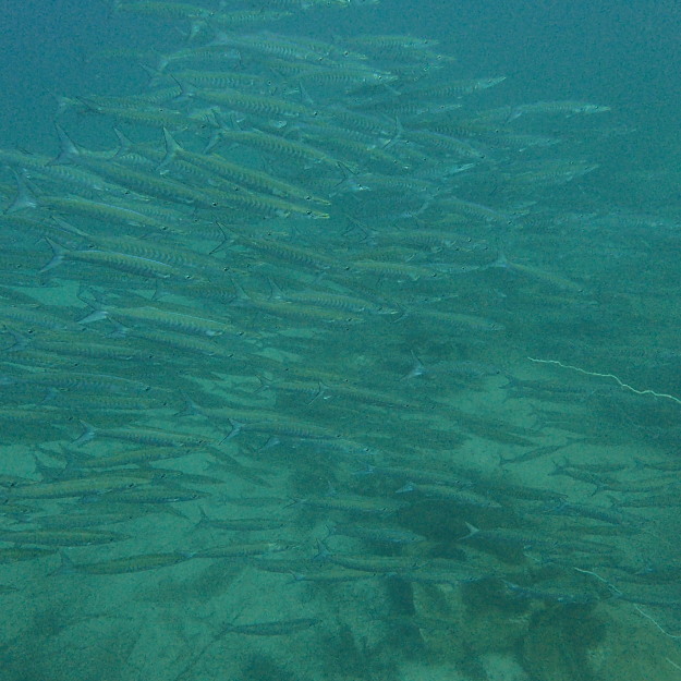 流れあり、魚多し、ハッピー！_c0039073_01395857.jpg