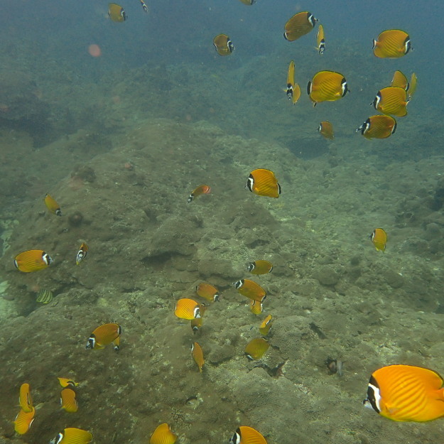 流れあり、魚多し、ハッピー！_c0039073_01485786.jpg