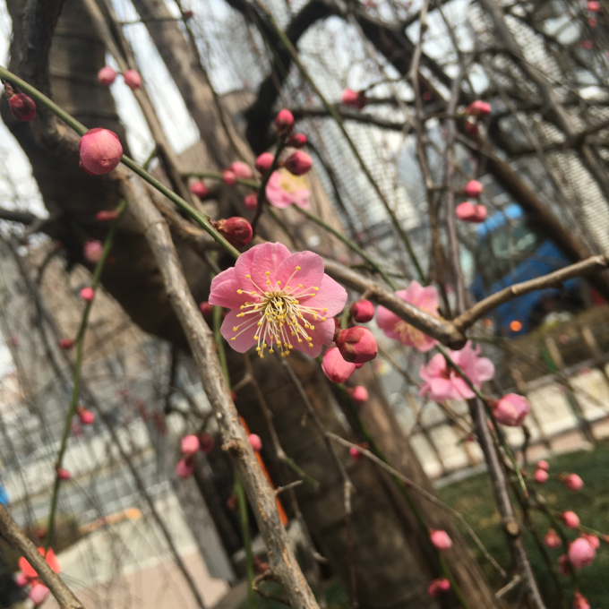 成願寺の梅の花_f0187875_14415223.jpg