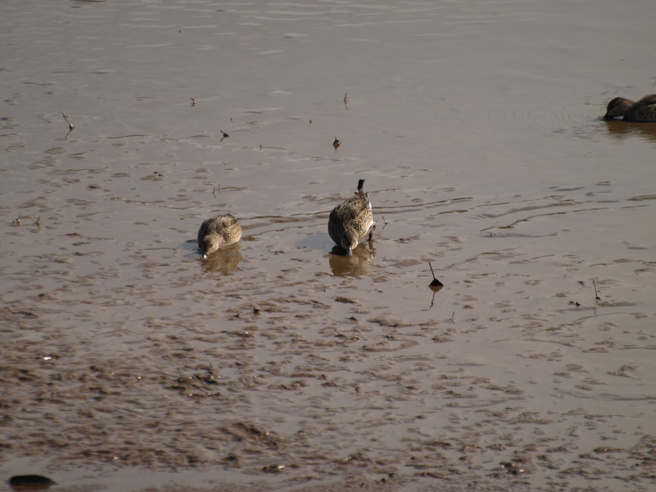 『瘤白鳥(コブハクチョウ)と小鴨(コガモ)のいる中池の風景～』_d0054276_19272739.jpg