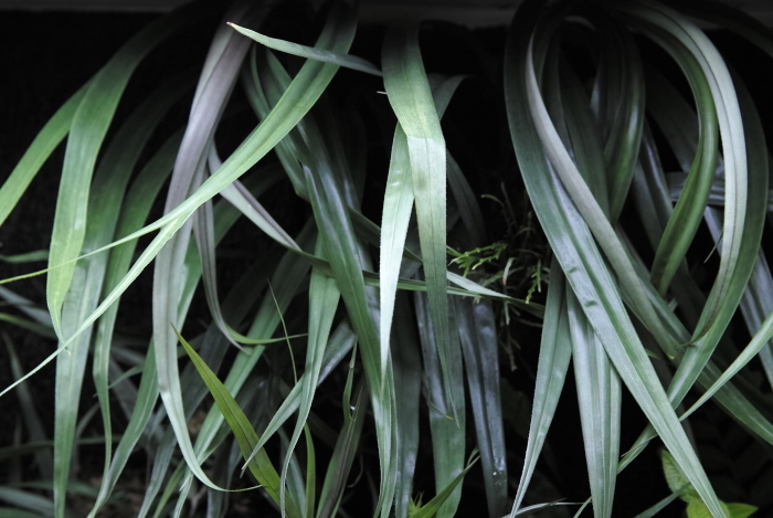 Freycinetia sp._a0194582_16373333.jpg