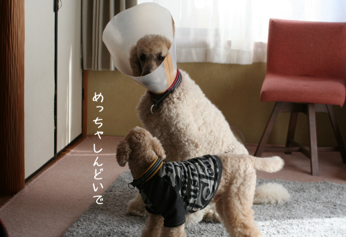 a0216583_12544416.png