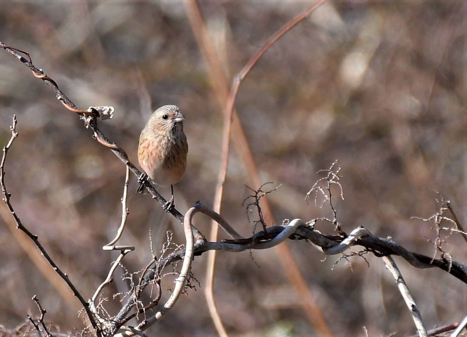 鳴き声に導かれ・・・_d0361783_20200850.jpg