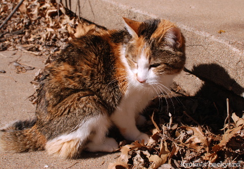キャットニップ見つけた~♪_b0253205_04310772.jpg