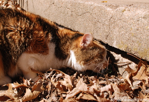 キャットニップ見つけた~♪_b0253205_04312029.jpg