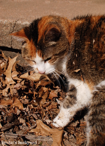 キャットニップ見つけた~♪_b0253205_04314661.jpg