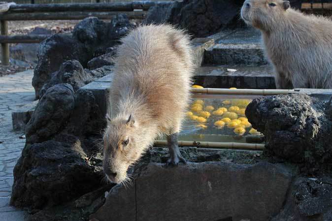 カピバラ温泉スタート！（埼玉県こども動物自然公園）_b0355317_20480706.jpg