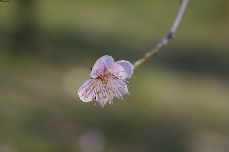 万博公園の梅_a0300829_19203347.jpg