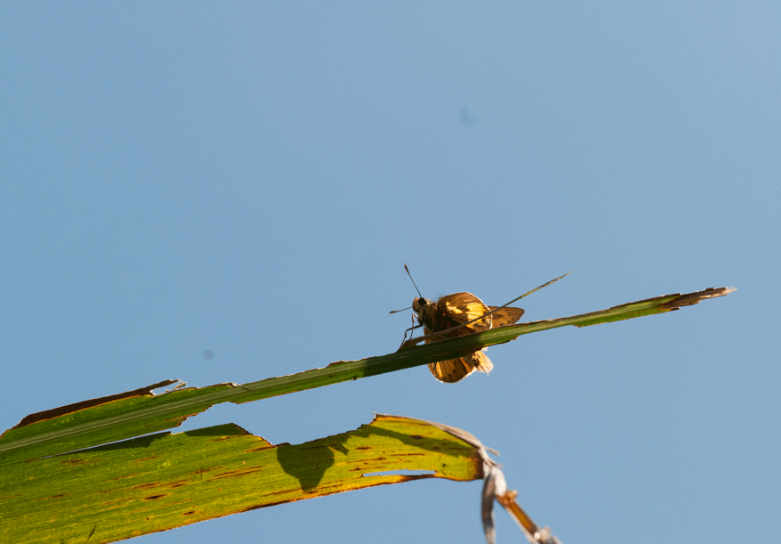 a0126632_14245610.gif