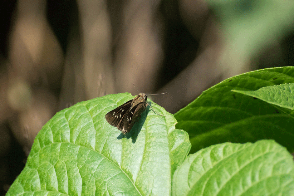 a0126632_14455053.gif