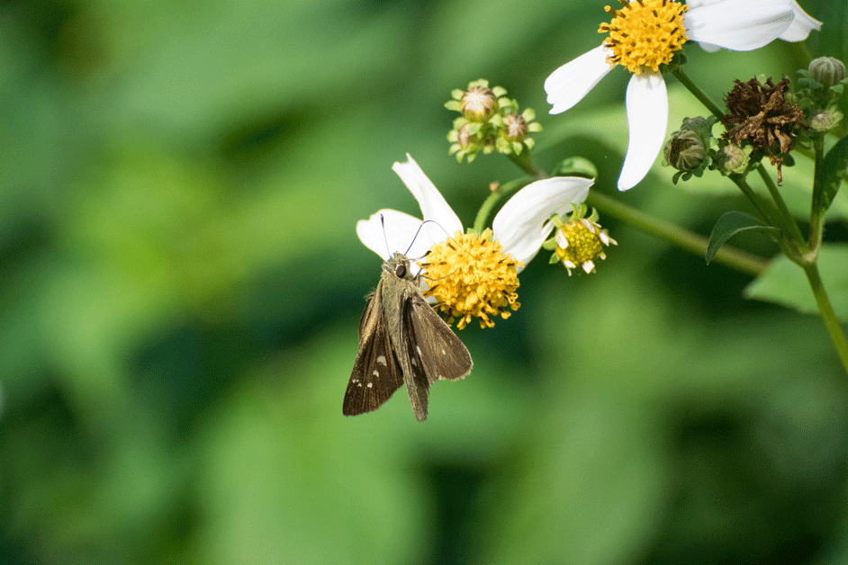 a0126632_14500699.gif