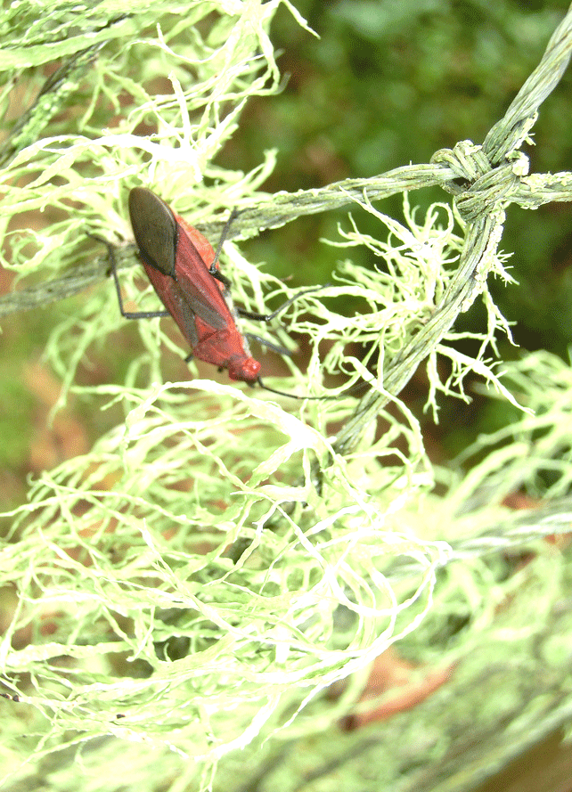 a0126632_14593632.gif