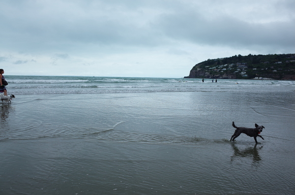 ニュージーランド旅行5日目 その3～sumner beach サムナービーチを歩く_a0287336_162516100.jpg