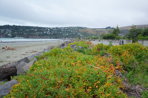 ニュージーランド旅行5日目 その3～sumner beach サムナービーチを歩く_a0287336_16313079.jpg