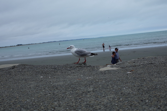 ニュージーランド旅行5日目 その3～sumner beach サムナービーチを歩く_a0287336_16573618.jpg