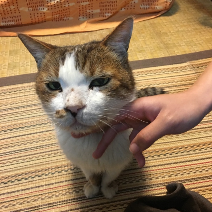 猫が居れば良いのだ_b0060239_10200568.jpeg