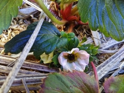 c0330749_20460081.jpg