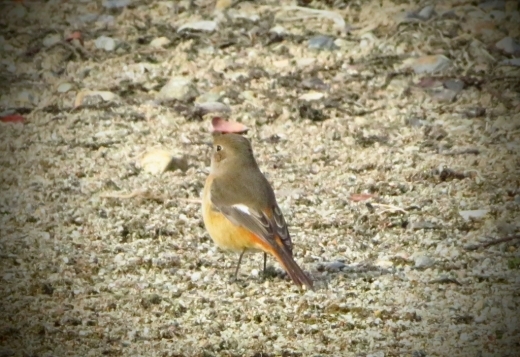 a0018655_14010867.jpg