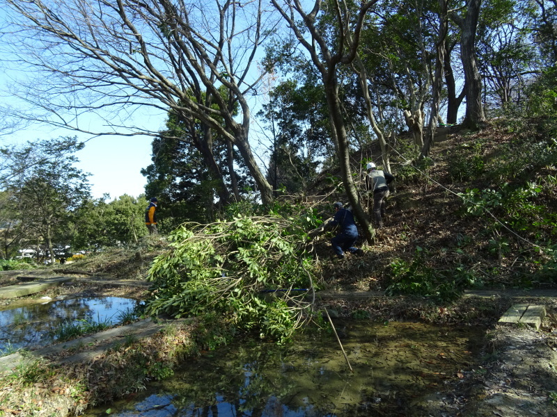 カクレミノ伐採＆階段補修・・・うみべの森_c0108460_17025402.jpg