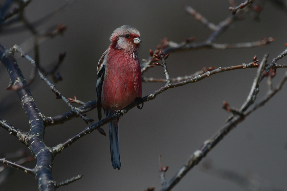 桜の木にベニマシコ_f0053272_15274147.jpg