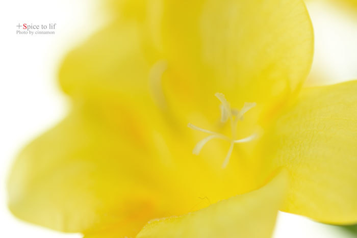 yellow FREESIA_f0326278_23344734.jpg